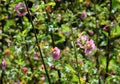 Beautiful flowering of Anisodontea Latin - Anisodontea